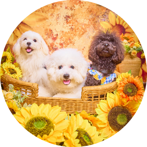 CocoRuvi Animal Heart